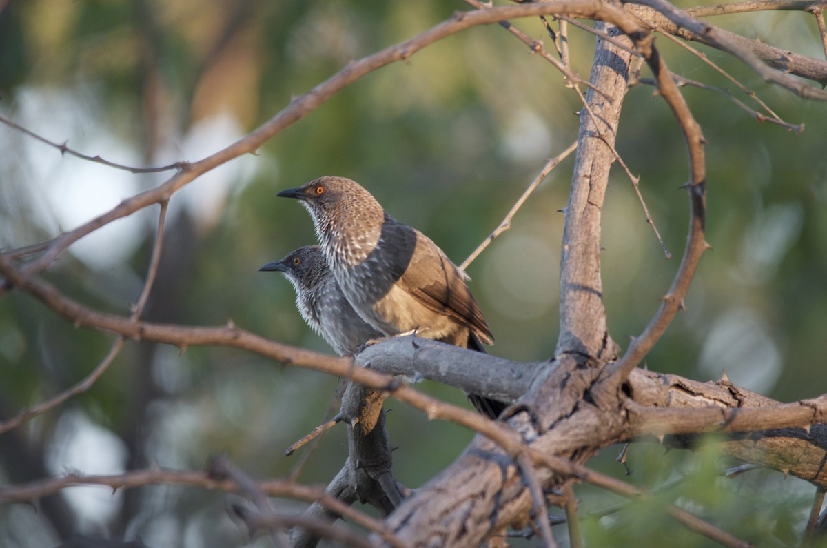 Arrow-marked Babbler - ML647526757