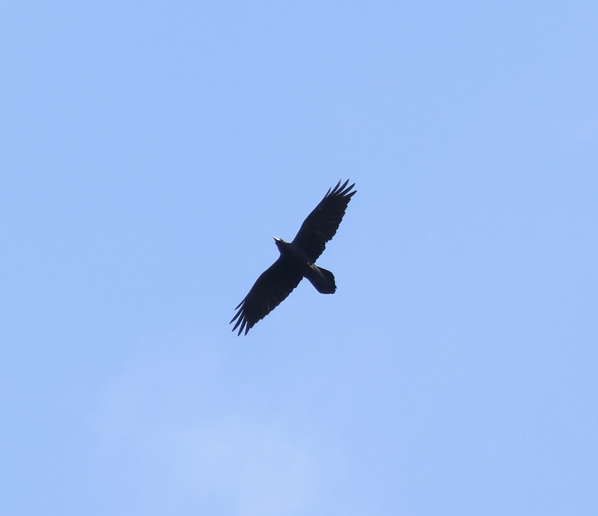 עורב שחור - ML647526758