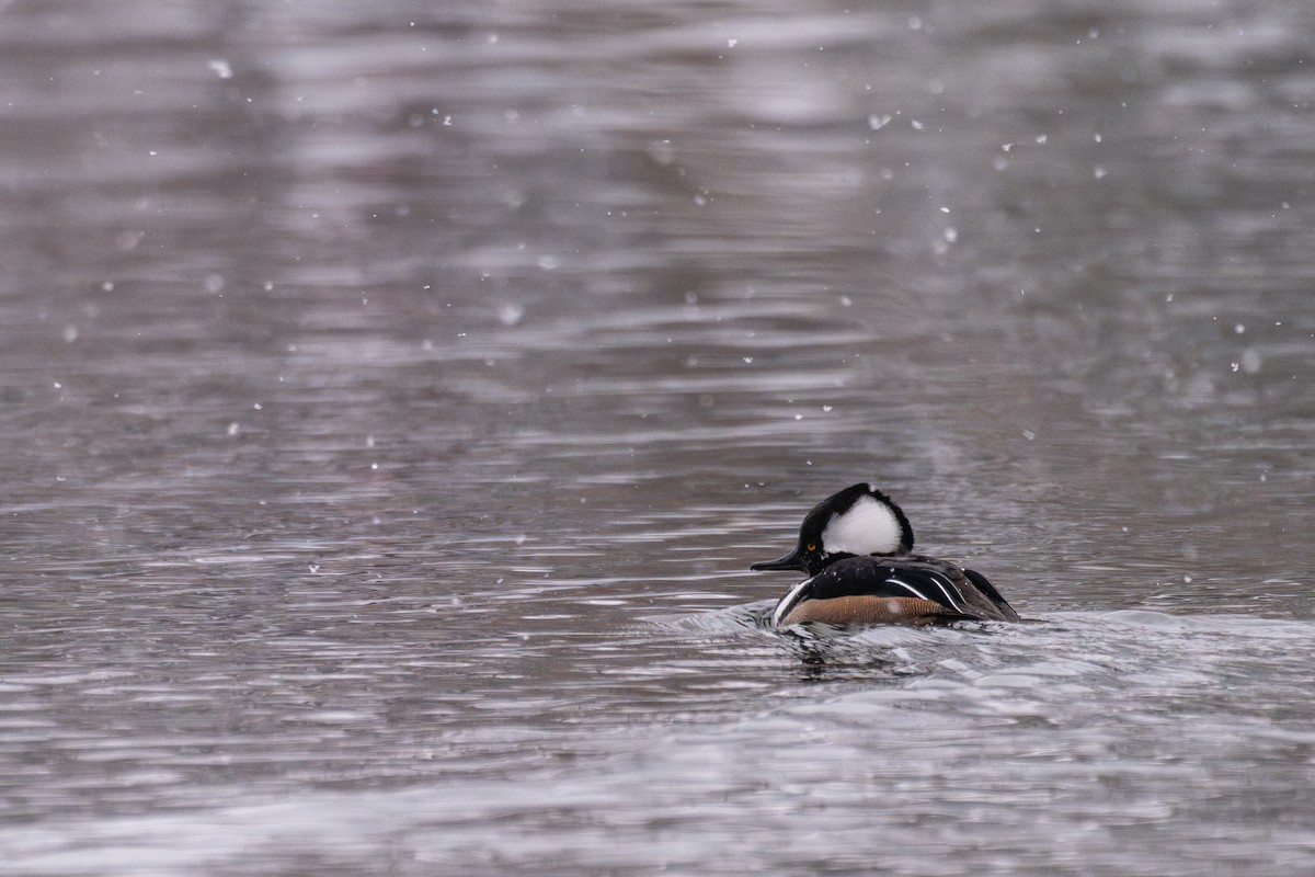 מרגון מקושט - ML647526761