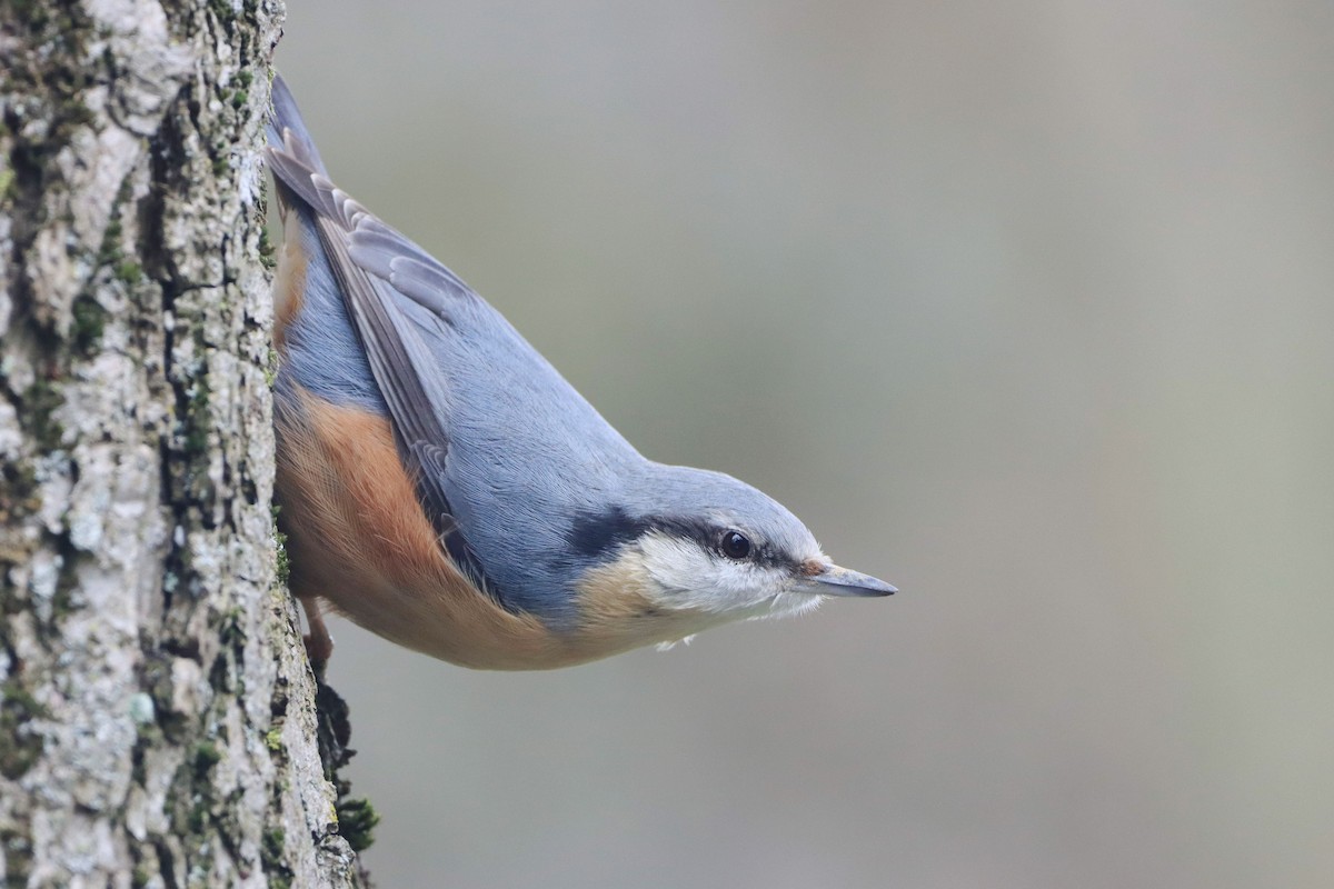 Eurasian Nuthatch (Western) - ML647526767