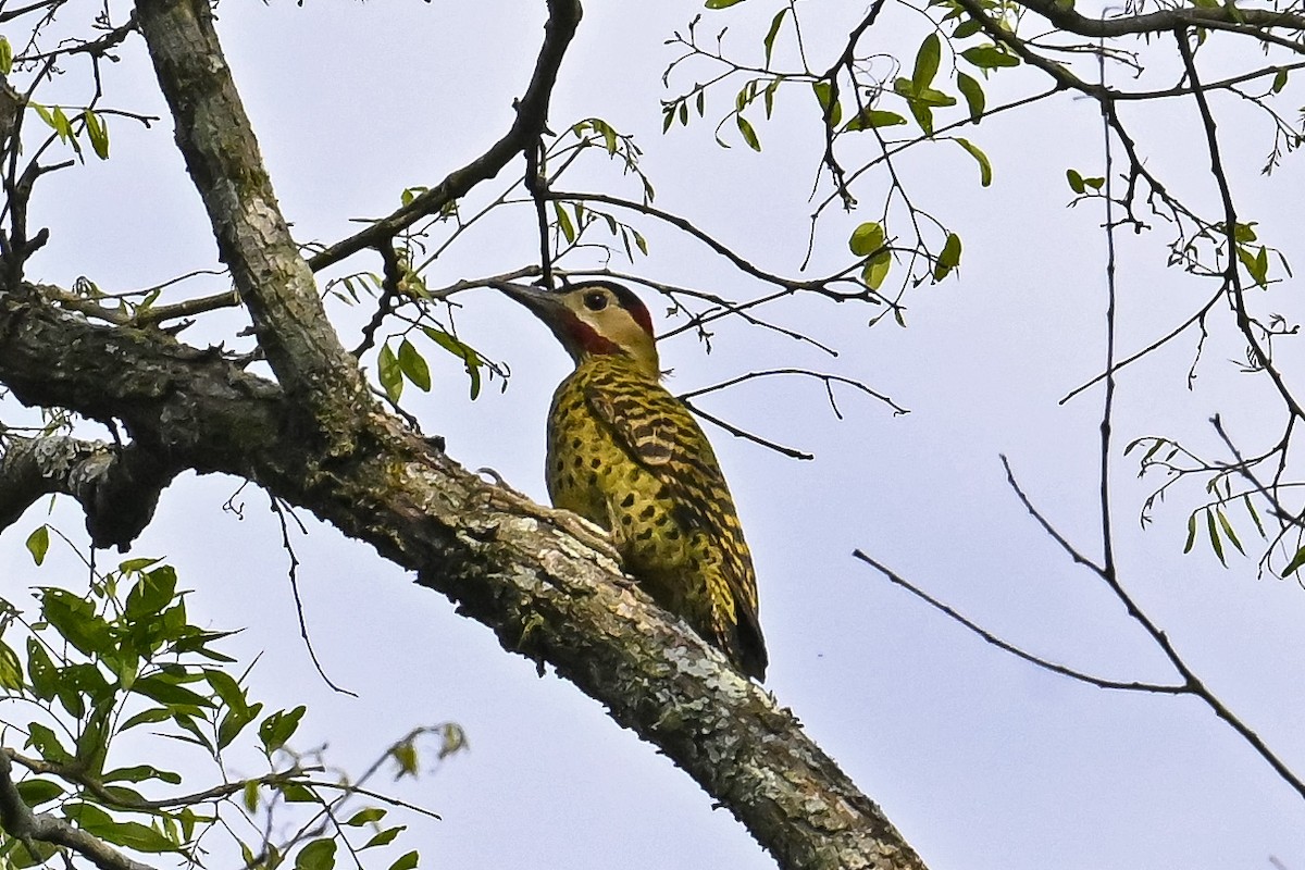 Green-barred Woodpecker - ML647526779