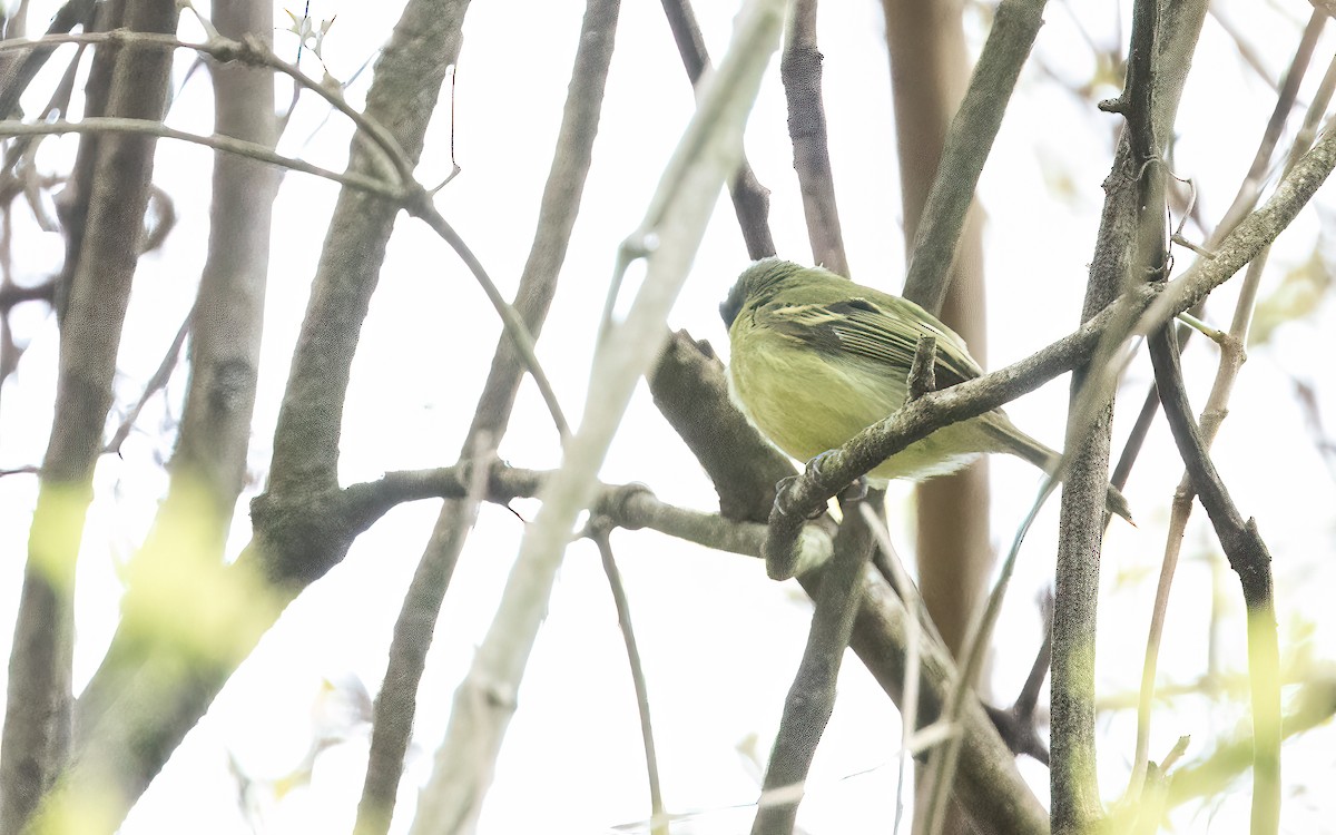 Yellow-olive Flatbill - ML647526780