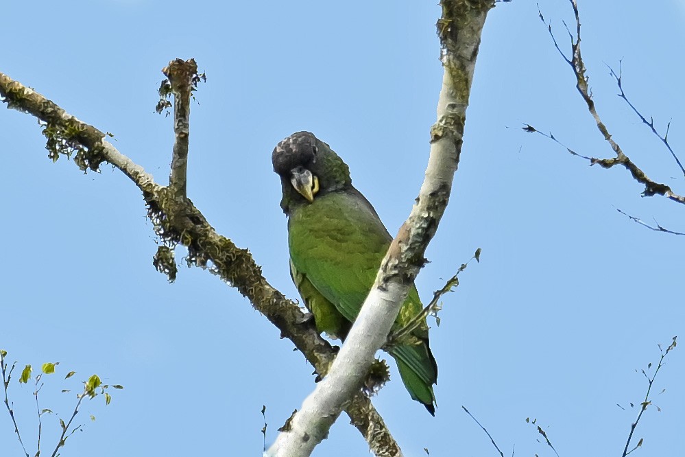 Scaly-headed Parrot - ML647526795