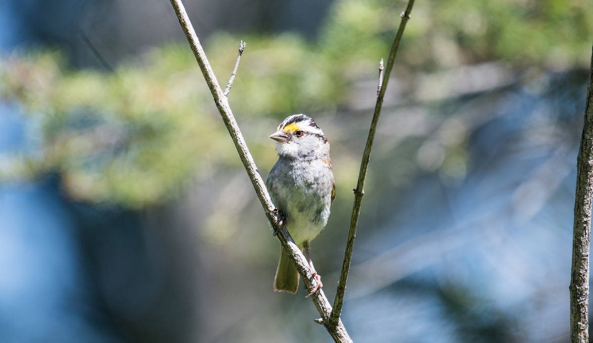 White-throated Sparrow - ML64752681