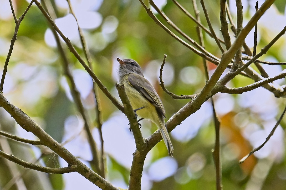 Greenish Elaenia - ML647526821