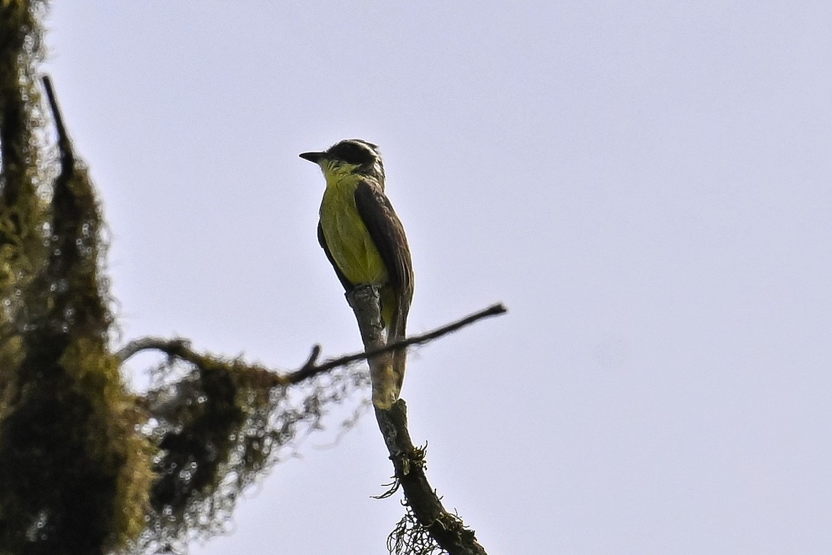Three-striped Flycatcher - ML647526848