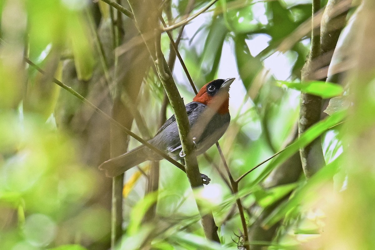 Chestnut-headed Tanager - ML647526858