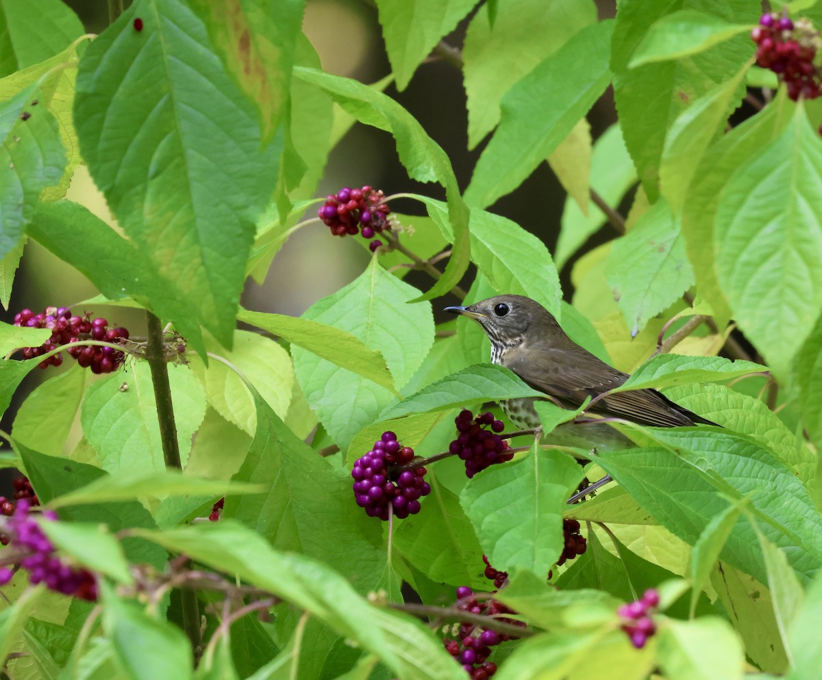 Gray-cheeked Thrush - ML647526861