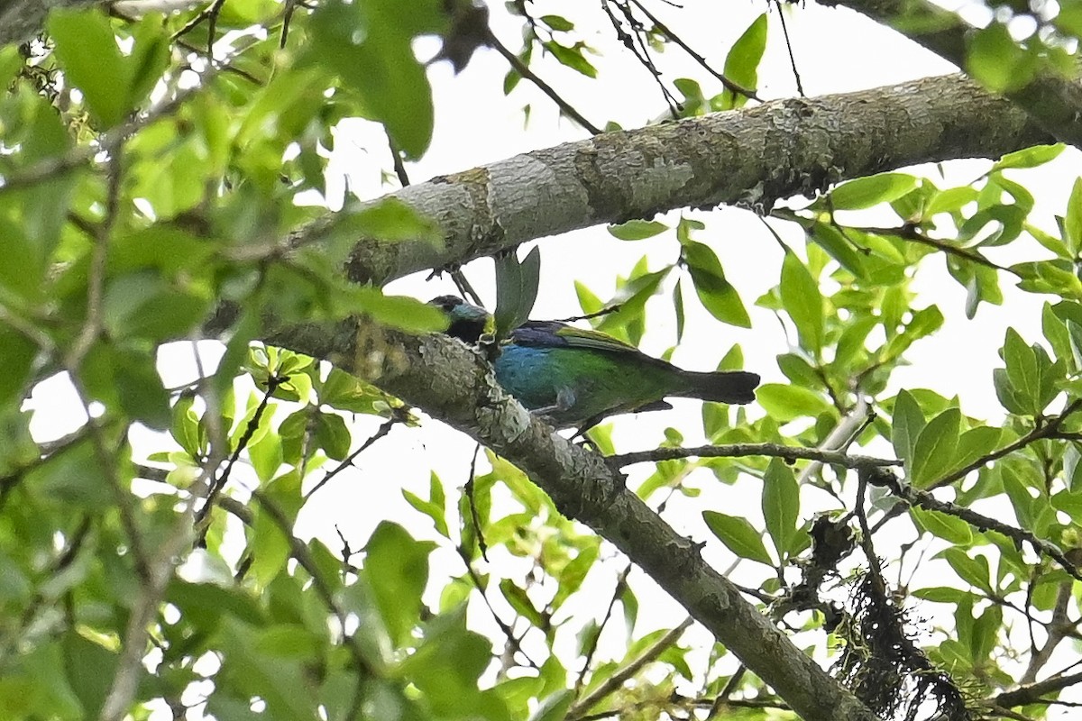Green-headed Tanager - ML647526875