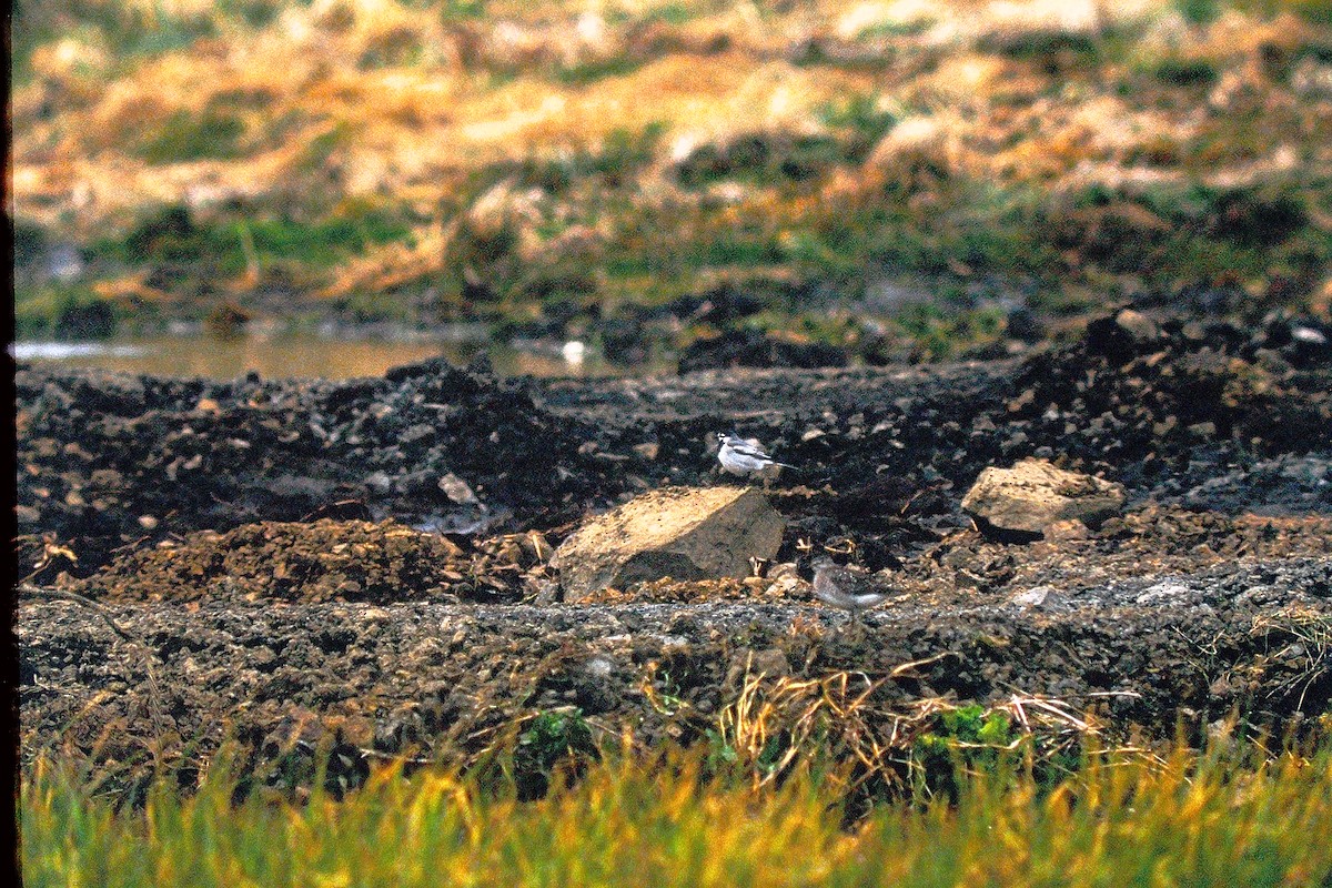 White Wagtail - ML647526894