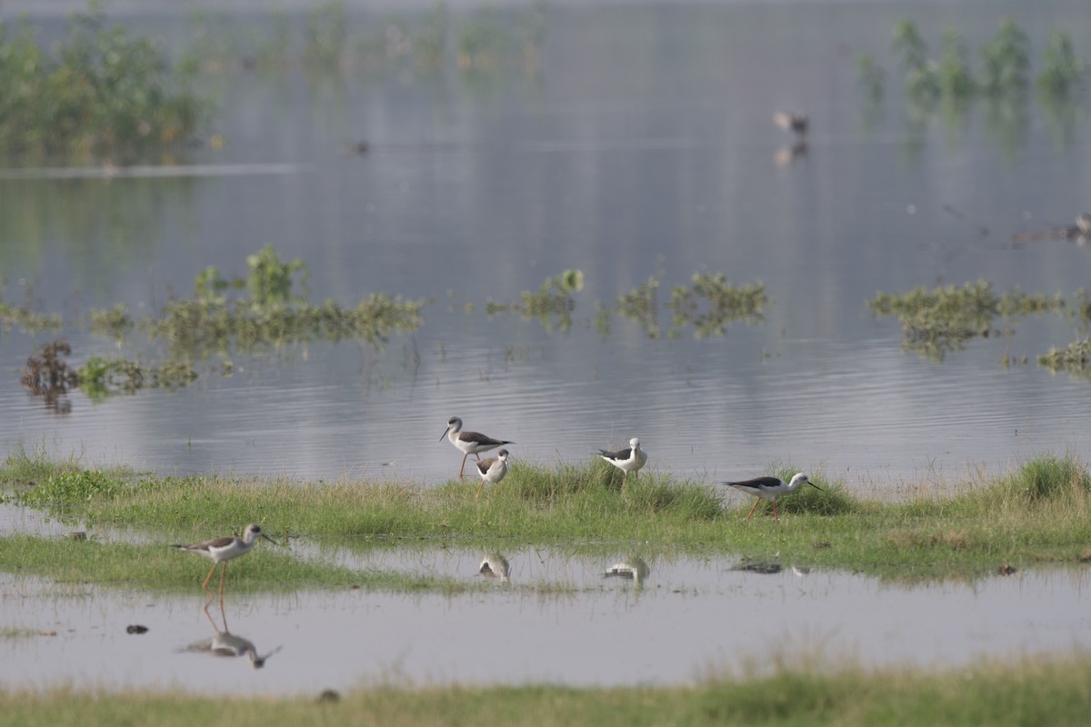 Black-winged Stilt - ML647526896