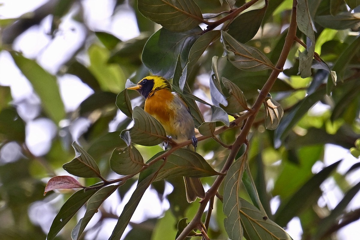 Guira Tanager - ML647526897