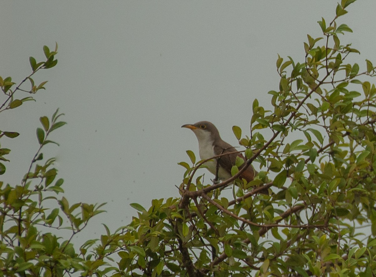 Yellow-billed Cuckoo - ML647526902