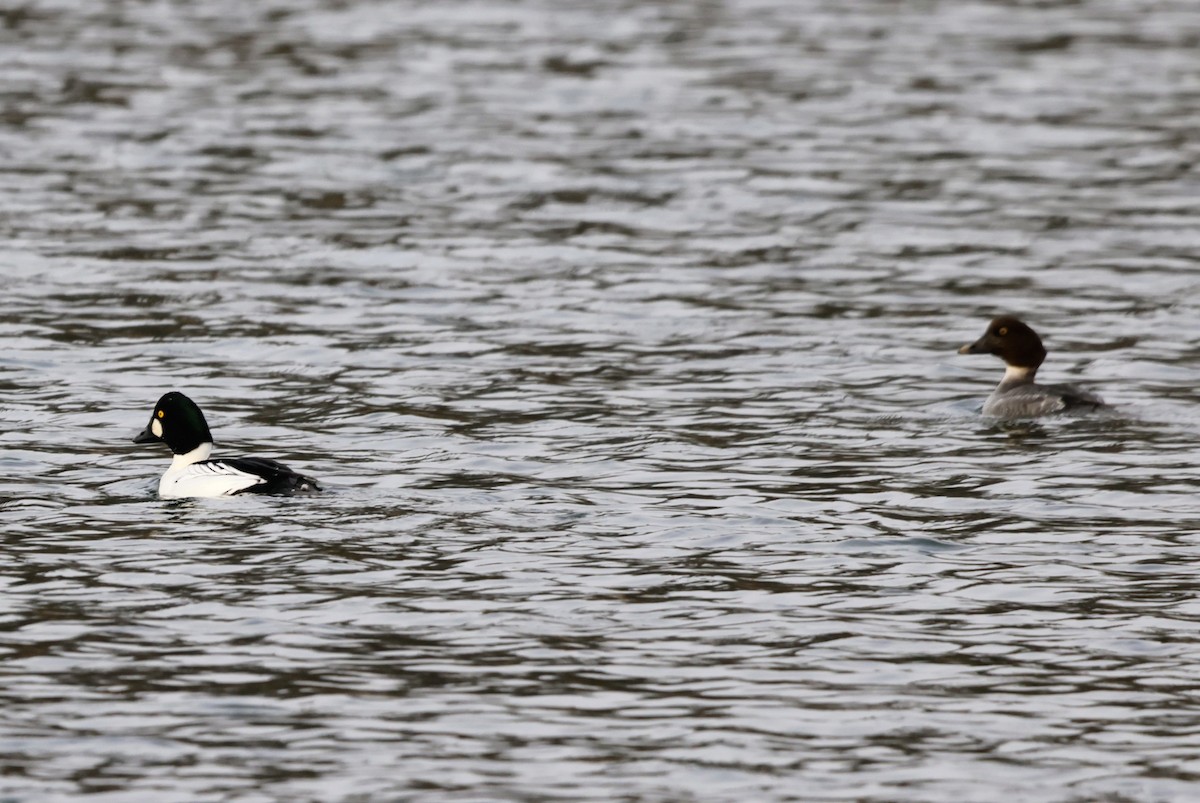 Common Goldeneye - ML647526903