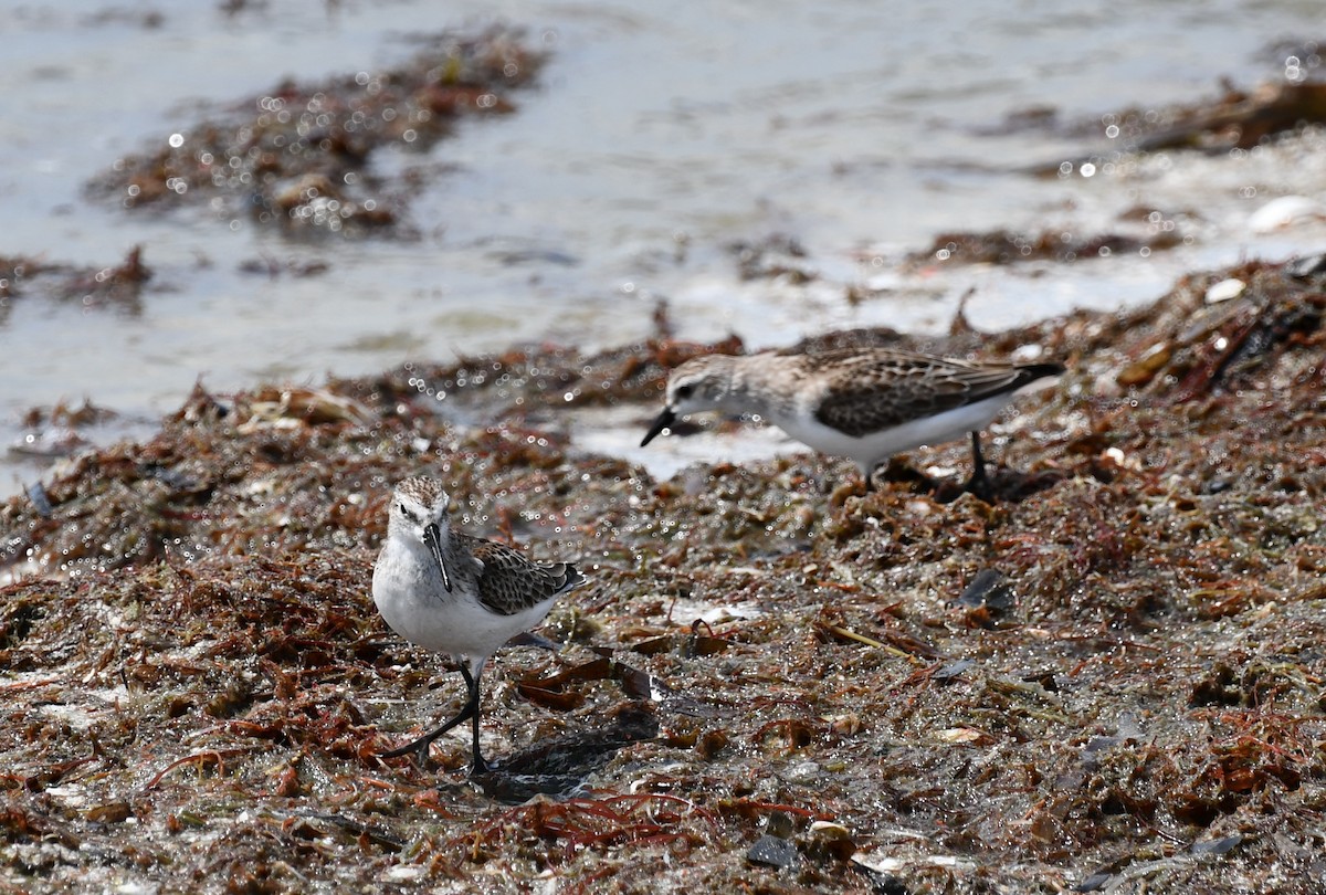 Bécasseau semipalmé - ML647526906