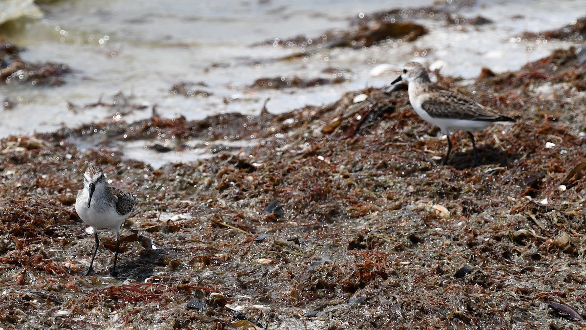 Bécasseau semipalmé - ML647526907