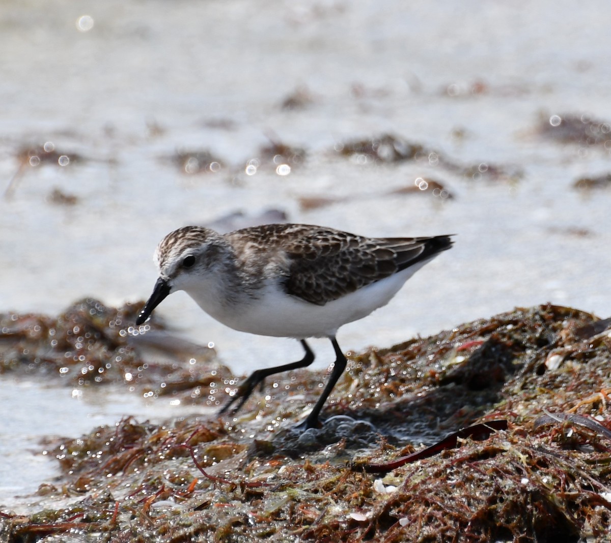 Bécasseau semipalmé - ML647526908