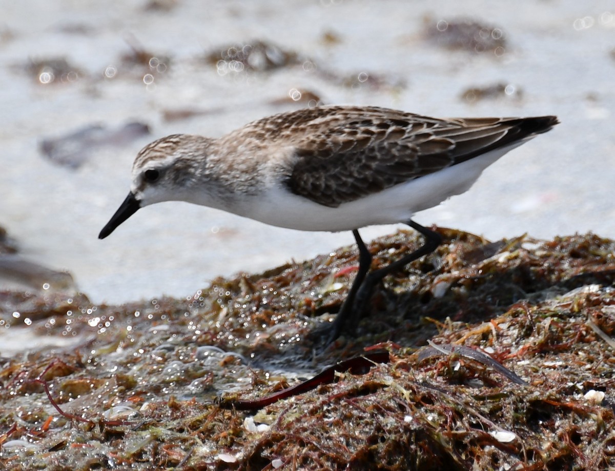Bécasseau semipalmé - ML647526909