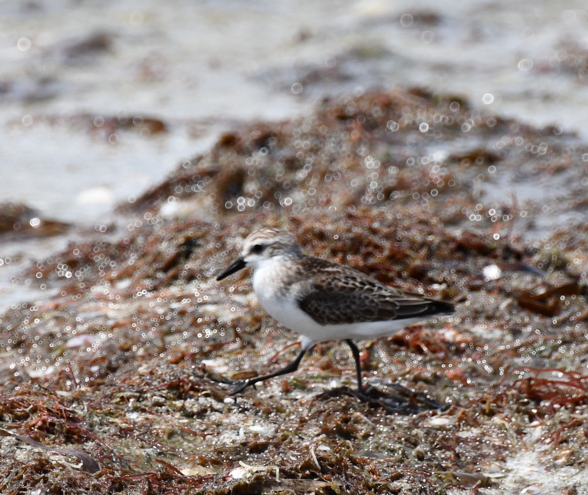 Bécasseau semipalmé - ML647526910