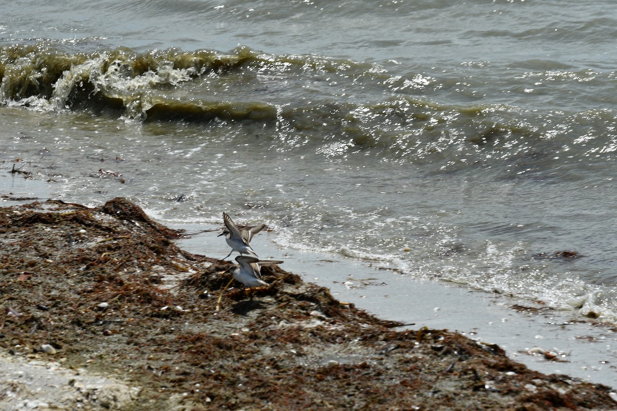 Bécasseau semipalmé - ML647526912