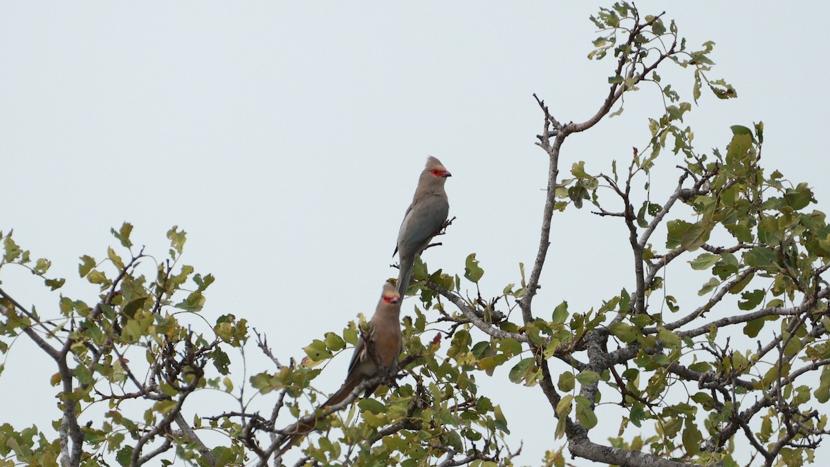 Red-faced Mousebird - ML647526916