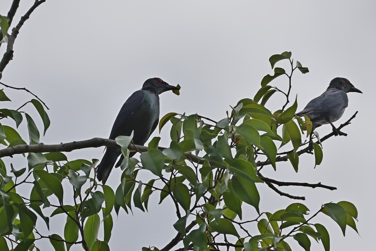 špaček rudooký - ML647526928