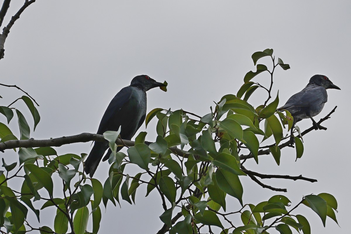 špaček rudooký - ML647526929