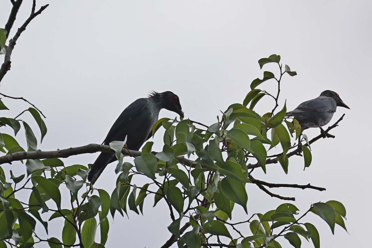 špaček rudooký - ML647526930