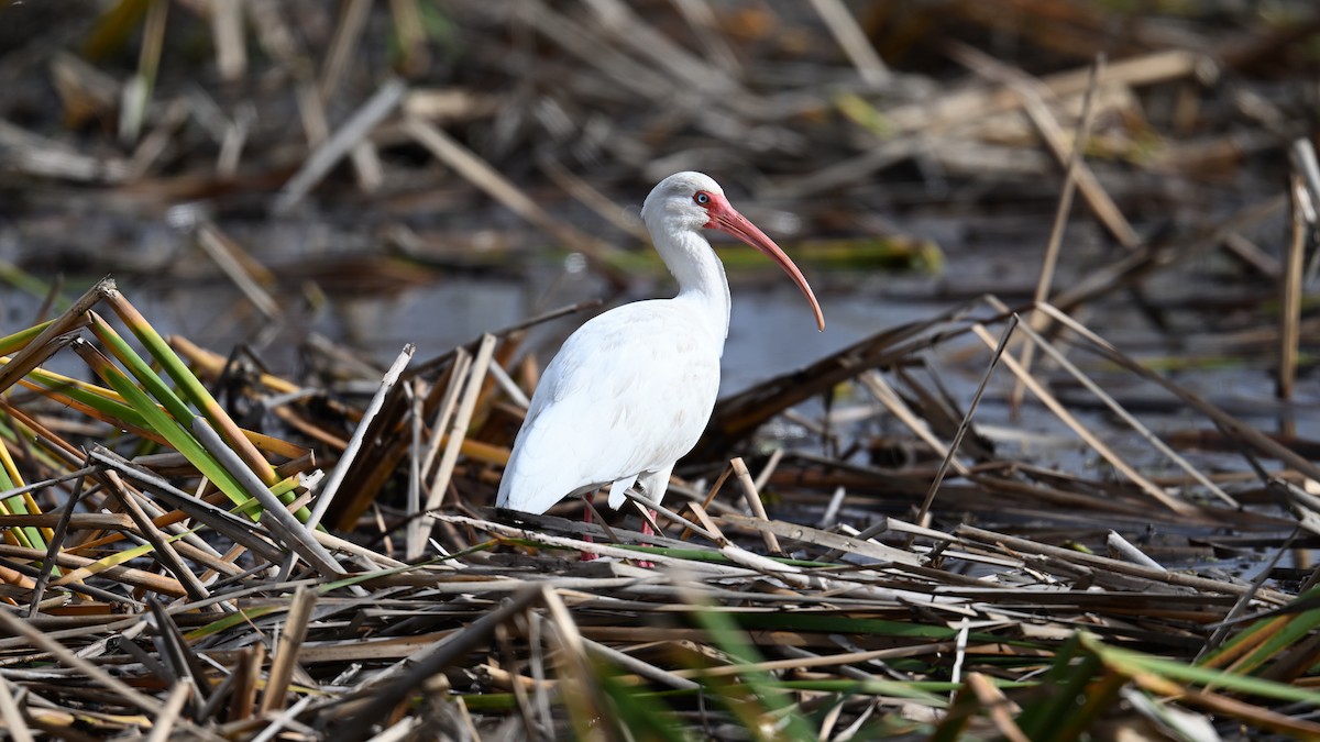White Ibis - ML647526964