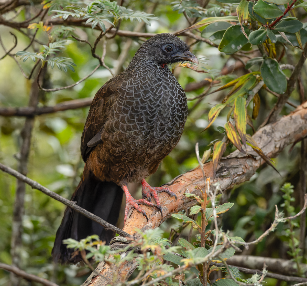 Andean Guan - ML647526974