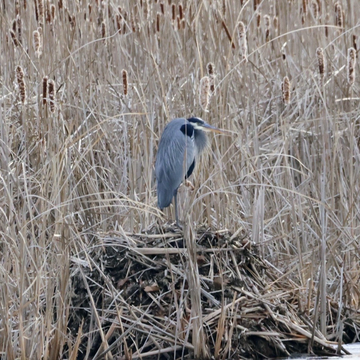 Great Blue Heron - ML647526975