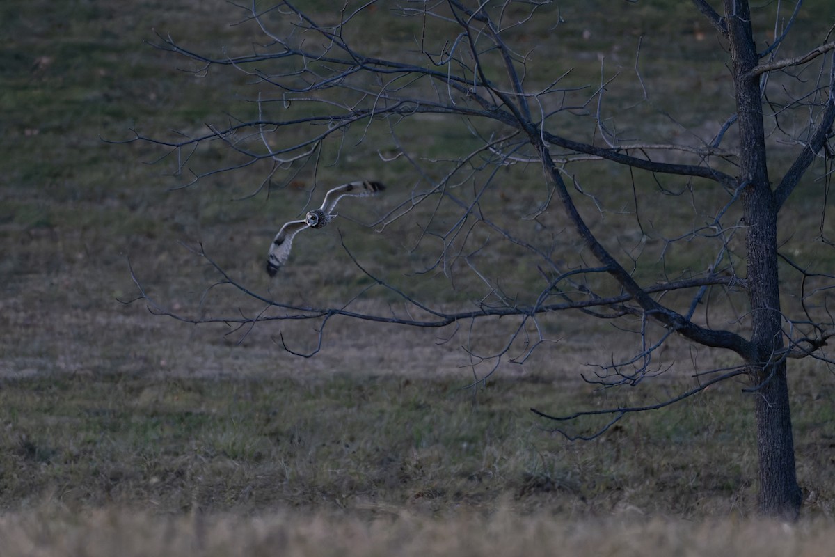 Short-eared Owl - ML647526980