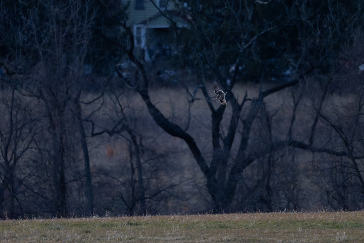 Short-eared Owl - ML647526984