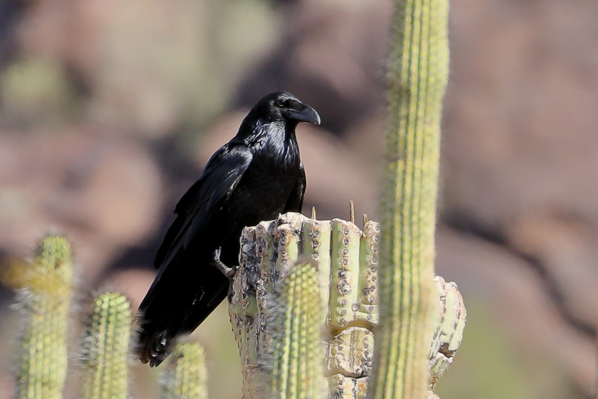 עורב שחור - ML647526989