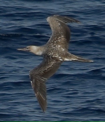 Red-footed Booby - ML647526993