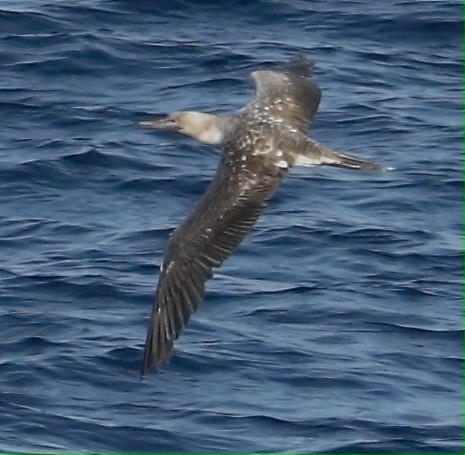 Red-footed Booby - ML647526995