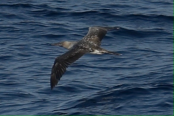 Red-footed Booby - ML647526996
