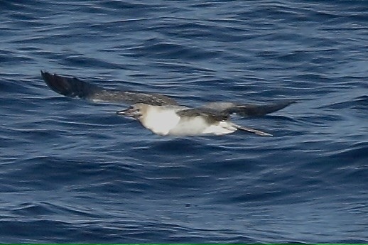 Red-footed Booby - ML647526997