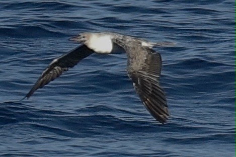 Red-footed Booby - ML647526998