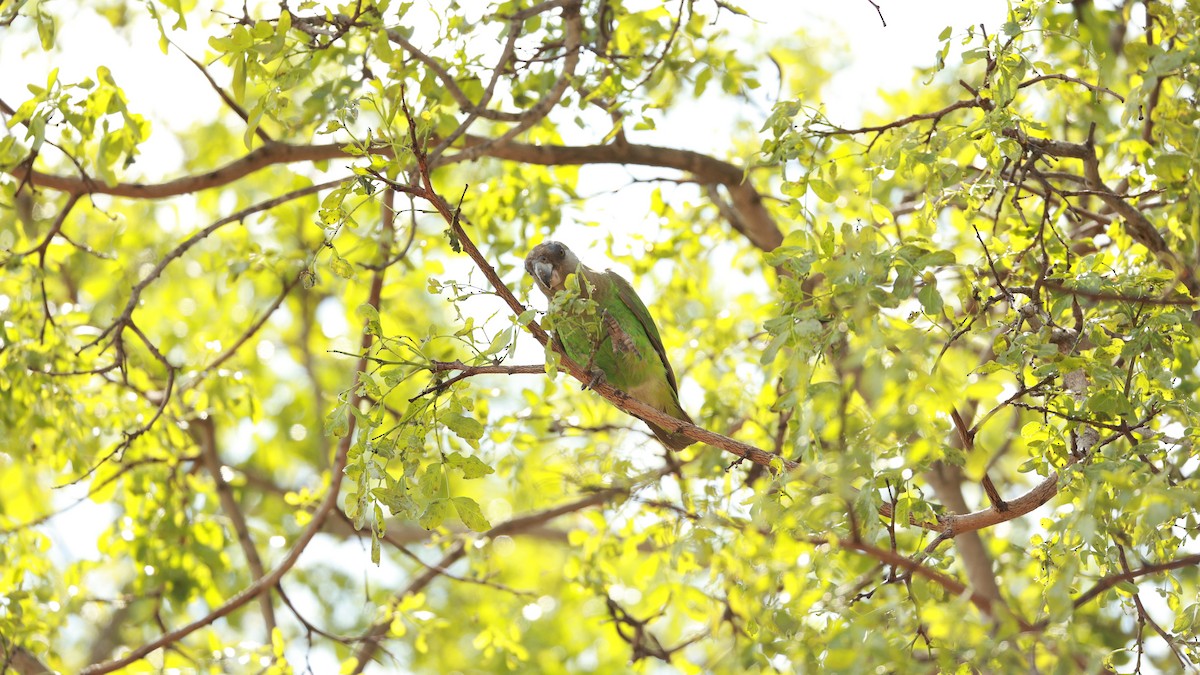 Lorito Cabecipardo - ML647527000