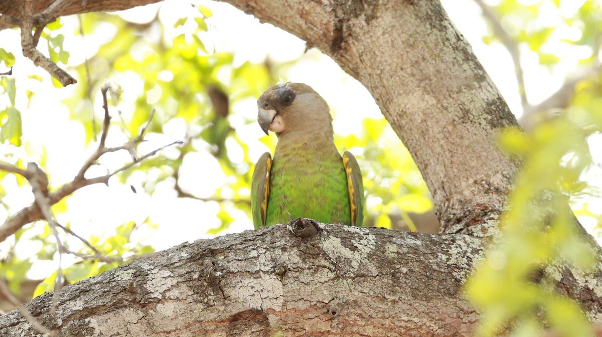 Lorito Cabecipardo - ML647527005