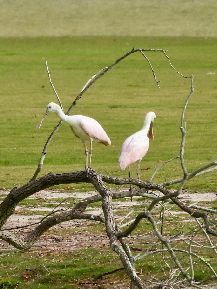 Roseate Spoonbill - ML647527011