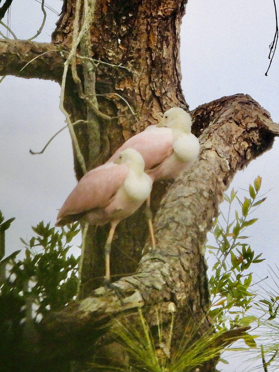 Roseate Spoonbill - ML647527012