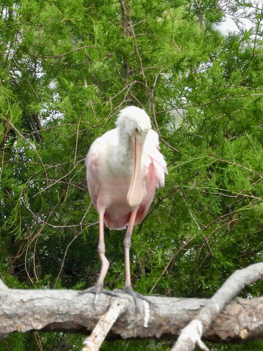 Roseate Spoonbill - ML647527014