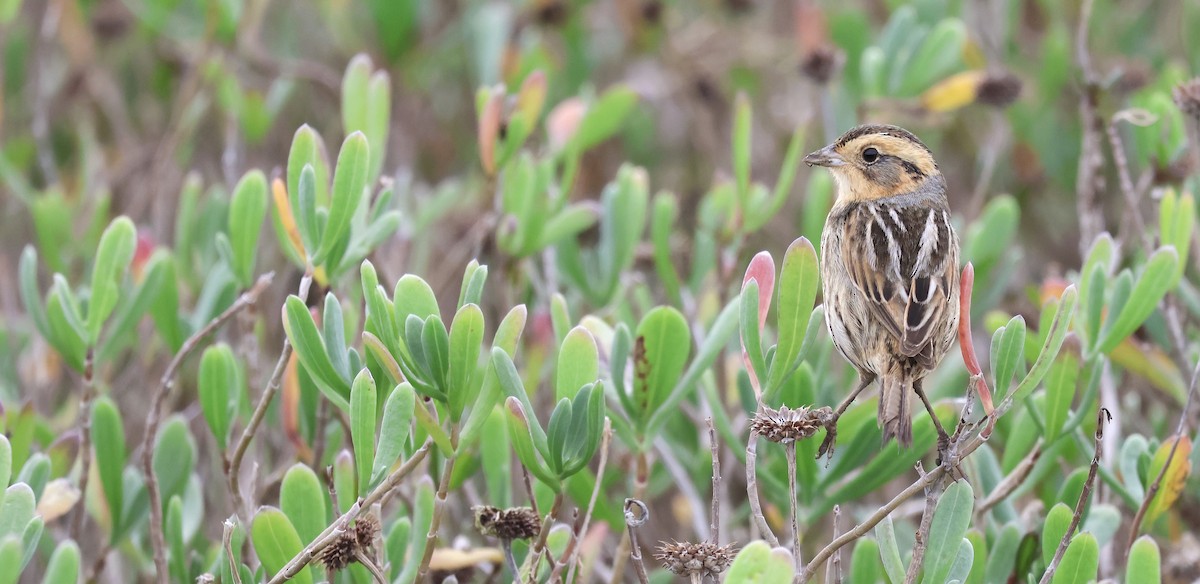 Chingolo de Nelson - ML647527020