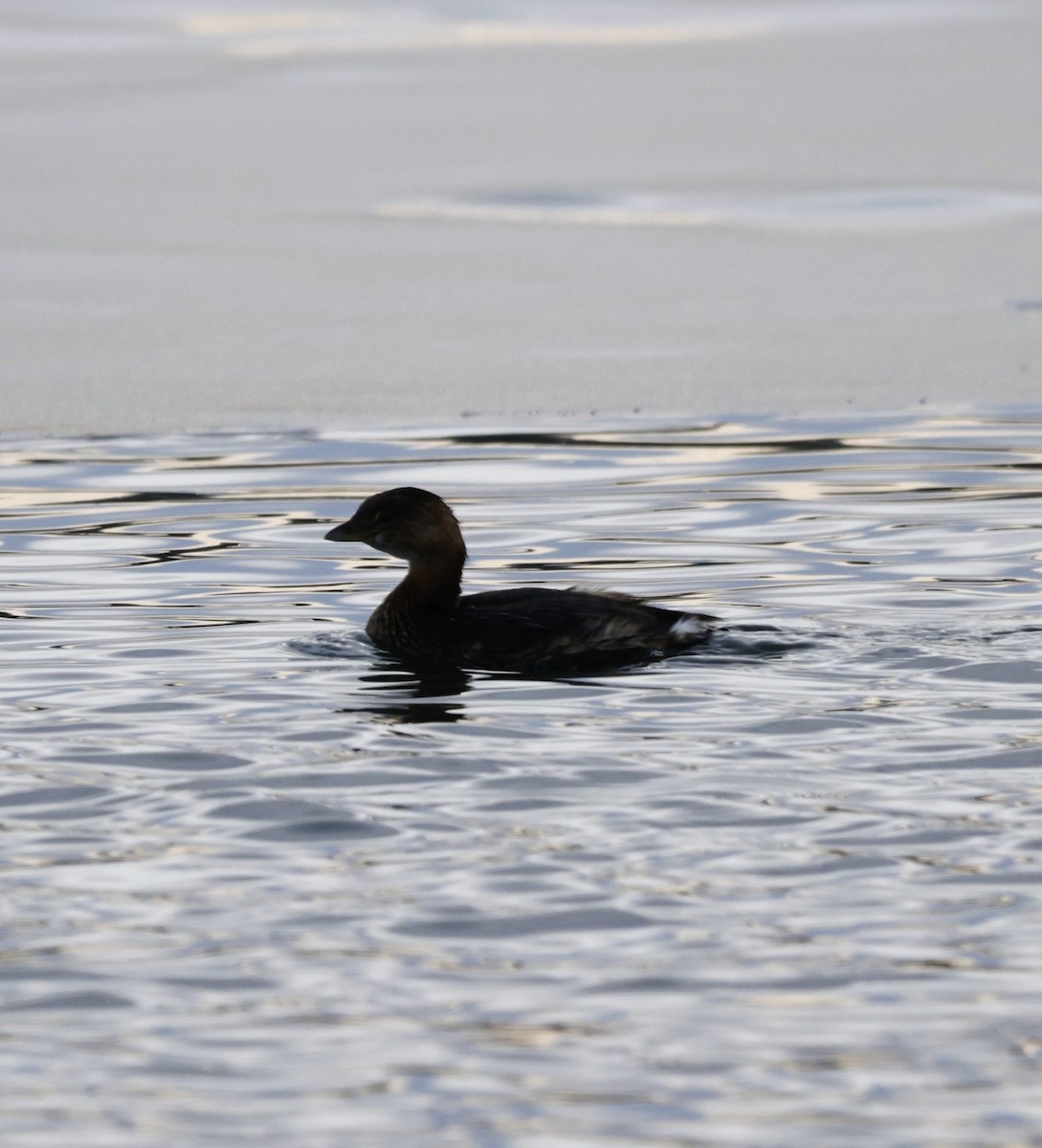 Pied-billed Grebe - ML647527032