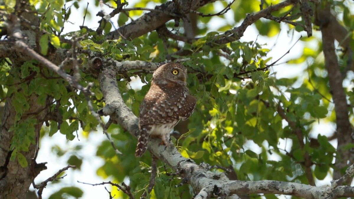 Pearl-spotted Owlet - ML647527058
