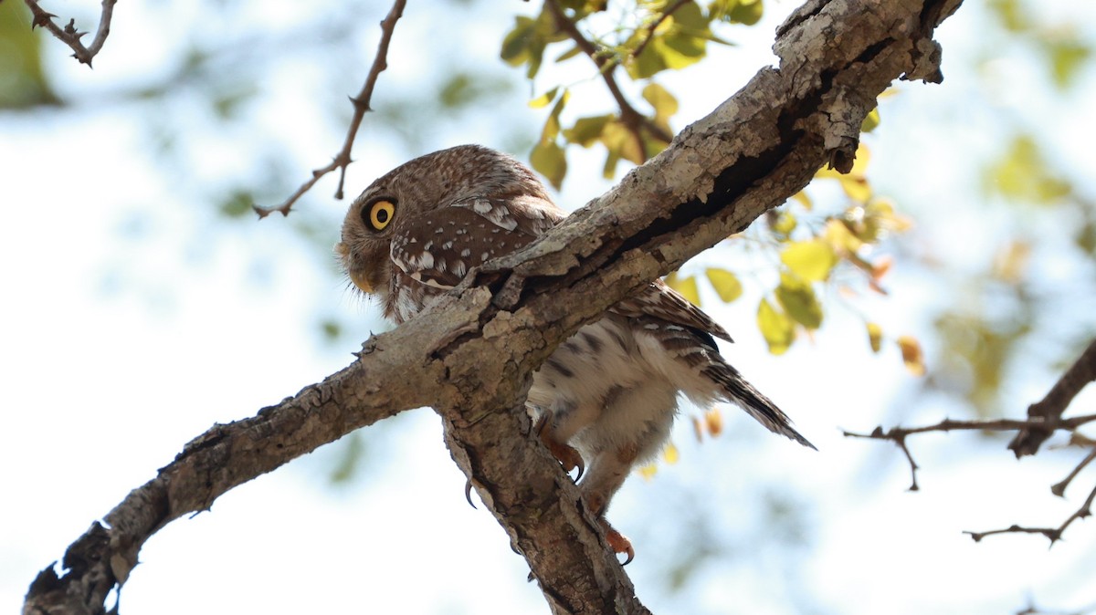Pearl-spotted Owlet - ML647527062