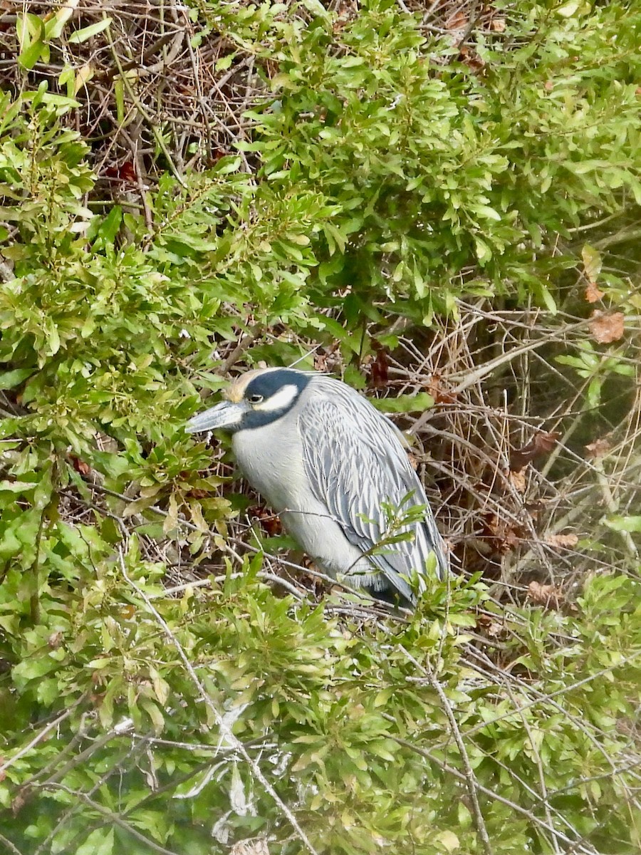 Yellow-crowned Night Heron - ML647527063