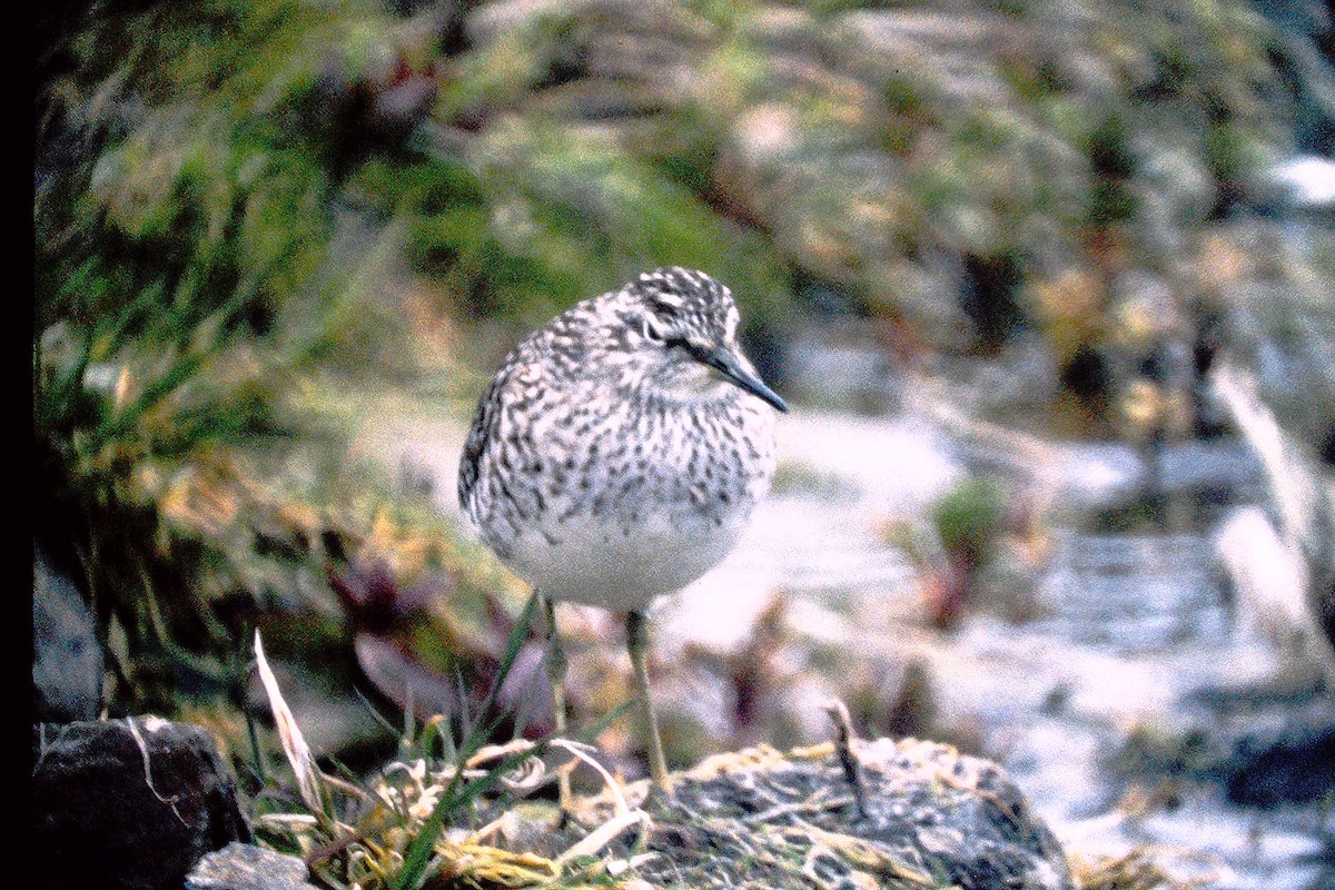 Wood Sandpiper - ML647527066
